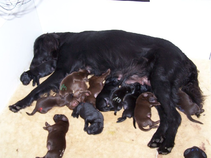 du bonheur celeste - Flat Coated Retriever - Portée née le 22/07/2011