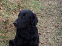 Gadgie