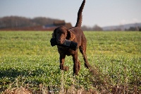 Pepper