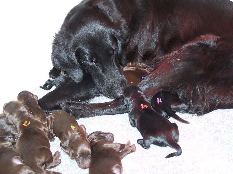du bonheur celeste - Flat Coated Retriever - Portée née le 14/08/2013